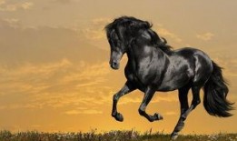 人跟马视频,人马共舞的精彩瞬间