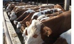 养肉牛视频技术,从新手到专家的养殖技巧解析