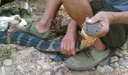 用烟熏蛇视频,揭秘古老用烟熏蛇传统