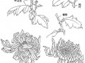 菊花怎么画视频,跟随视频教程，轻松绘制秋日菊花