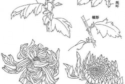 菊花怎么画视频,跟随视频教程，轻松绘制秋日菊花