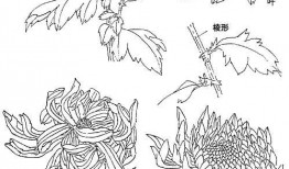 菊花怎么画视频,跟随视频教程，轻松绘制秋日菊花