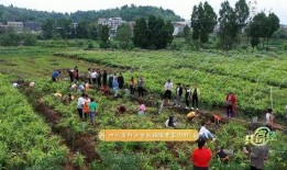 皂角刺采收视频,传统技艺与现代视角的完美融合