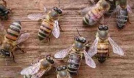 杀人蜂视频,揭秘杀人蜂视频背后的惊悚真相