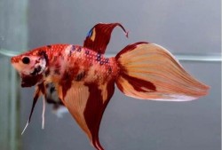 马尾斗鱼打架视频,一场水下“武林争霸”