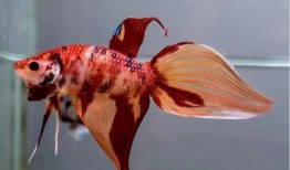 马尾斗鱼打架视频,一场水下“武林争霸”