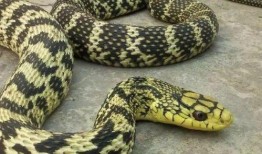 用烟熏蛇视频,揭秘古老用烟熏蛇传统