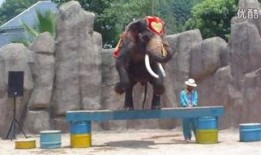 人配种视频,伦理争议与科学探索的交织