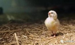 母鸡下蛋视频全部,孵化生命的奇妙瞬间