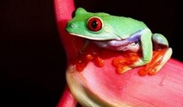 青蛙交配视频,自然界的繁衍生息瞬间