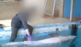 生殖器视频,视频中的生命奥秘解读