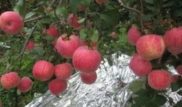 摘苹果的视频,跟随视频体验摘苹果的乐趣