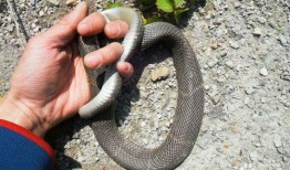 用烟熏蛇视频,揭秘古老用烟熏蛇传统