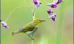 暗绿绣眼鸟小叙视频,自然之美中的灵动精灵