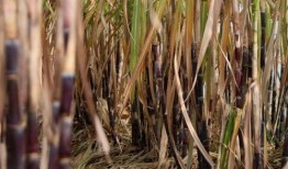 甘蔗种植视频,从播种到收获的视觉之旅