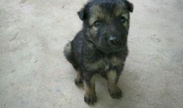 公狼青和杜高配种视频,展现犬种繁育新篇章