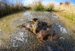 青蛙交配视频,自然界的繁衍生息瞬间