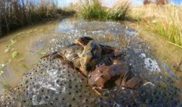 青蛙交配视频,自然界的繁衍生息瞬间