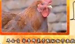 母鸡下蛋视频全部,孵化生命的奇妙瞬间