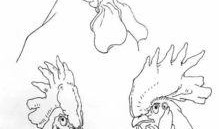 国画公鸡的画法教学视频,从笔触到构图，一招一式学到位