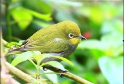 暗绿绣眼鸟小叙视频,自然之美中的灵动精灵