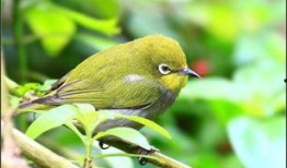 暗绿绣眼鸟小叙视频,自然之美中的灵动精灵