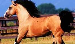 人跟马视频,人马共舞的精彩瞬间