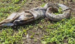 蛇吃人视频真实,揭秘蛇吞人事件的真实惊悚瞬间