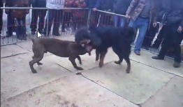 比特犬视频打架视频,比特犬激烈打斗场面揭秘