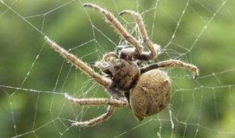 蜘蛛进食视频,揭秘自然界的猎食奇观