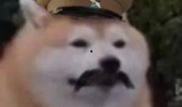 妈了个巴子视频,网络爆笑视频背后的故事与影响