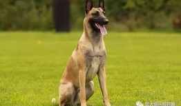 马犬vs德牧打架视频,一场犬类间的巅峰之战