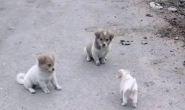 三条狗都连在一起视频,罕见现象引发网友热议