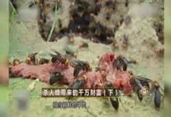 杀人蜂视频,揭秘杀人蜂视频背后的惊悚真相