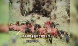 杀人蜂视频,揭秘杀人蜂视频背后的惊悚真相