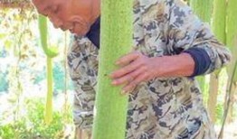 皂角刺采收视频,传统技艺与现代视角的完美融合