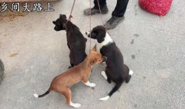 三条狗都连在一起视频,罕见现象引发网友热议