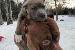 比特犬视频打架视频,比特犬激烈打斗场面揭秘