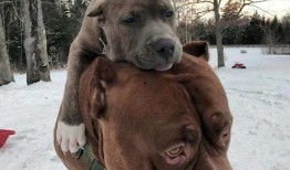 比特犬视频打架视频,比特犬激烈打斗场面揭秘