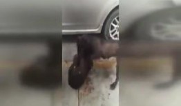 比特犬视频打架视频,比特犬激烈打斗场面揭秘