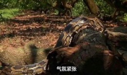 蟒蛇大战鳄鱼视频大全,蟒蛇大战鳄鱼，生死较量视频大盘点