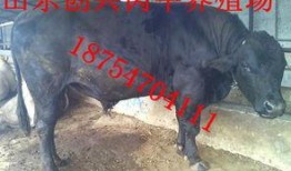 养肉牛视频技术,从新手到专家的养殖技巧解析