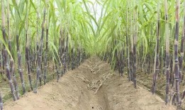 甘蔗种植视频,从播种到收获的视觉之旅