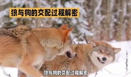 狗配狼的真实视频