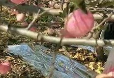 摘苹果的视频,跟随视频体验摘苹果的乐趣