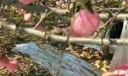 摘苹果的视频,跟随视频体验摘苹果的乐趣