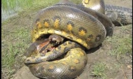 蟒蛇大战鳄鱼视频大全,蟒蛇大战鳄鱼，生死较量视频大盘点