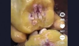 母鸡下蛋视频全部,孵化生命的奇妙瞬间