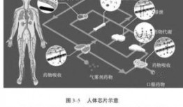 人体芯片的真相视频,真相与争议并存