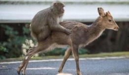 猴子生殖器和交配视频